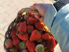 -昌平兴寿秀秀草莓采摘园