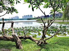 -宝安西湾红树林湿地公园