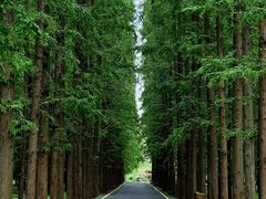 -东平国家森林公园