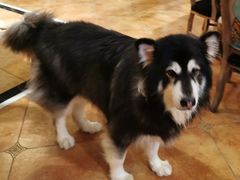 -more than meow吴止猫主题餐厅(承德 中船汇店)