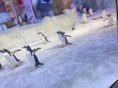 -芜湖新华联大白鲸海洋公园