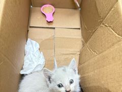 -瑞鹏宠物医院·宠保定点·心脏科·内科(御桥分院)