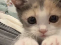 -袖虎·猫馆(体育西路店)