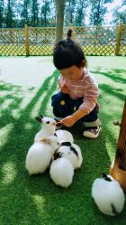 -萌宠亲子动物乐园(槐房万达店)