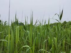 -沙家浜风景区