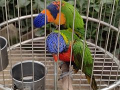 -南宫五洲植物乐园