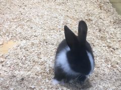 -龟与熊猫宠物公园(南坪店)