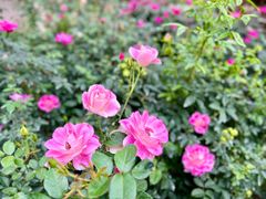 -人民公园(罗湖区)