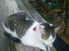 android_upload_pic-海边的猫和咖啡馆