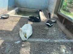 -青藏高原野生动物园