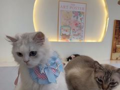 -共舞时光猫咖·狗咖(新街口店)