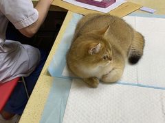 -艾贝尔宠物诊疗