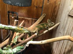 -上海大自然野生昆虫馆(东方明珠·爬宠昆虫探索中心)