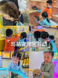 -神奇动物撸宠馆·羊驼·小浣熊·异宠(豫园店)