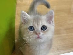 -青奢宠物·青奢猫舍