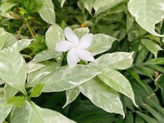 -南宫五洲植物乐园