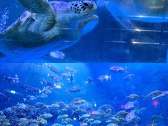 -海合安青岛极地海洋公园