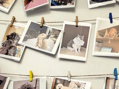 -瑞派康怡24h宠物医院·犬猫医疗中心·微创绝育(瑞景分院)