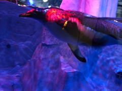 -芜湖新华联大白鲸海洋公园