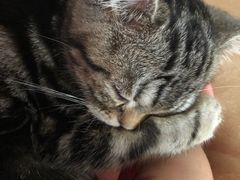 -袖虎宠物(锦绣生态园店)