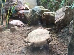 -广州长隆飞鸟乐园