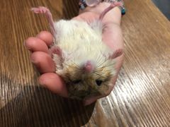 -藦茜花园宠物主题亲子互动体验馆(国顺东路店)