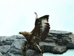-吉林省自然博物馆