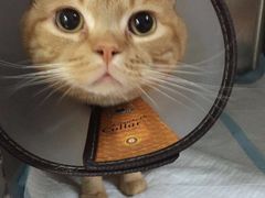 -惠康宠物医院(华能路店)