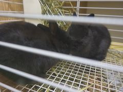 -藦茜花园宠物主题亲子互动体验馆(国顺东路店)