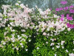 -庐山风景区花径公园