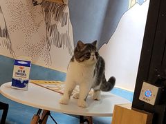 -滚猫咖啡·猫咖·猫友好撸猫(未来城店)
