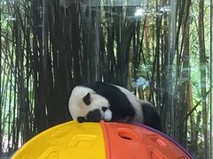 -海南热带野生动植物园