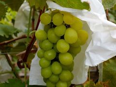 -马陆小张葡萄园农家乐