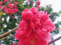 -王借岗森林公园