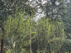 -龙头寺公园
