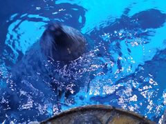 -海合安青岛极地海洋公园