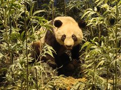 -陕西自然博物馆