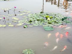 -大湾区中央湿地公园