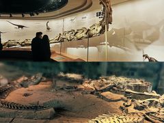 -自贡恐龙博物馆