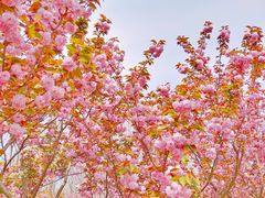 -合肥滨湖国家森林公园