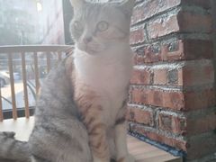 -豆逗聊愈猫阁Easy Life