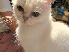-猫猫幼稚园·撸猫·桌游·电玩