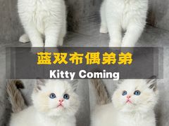 -小猫来了·猫舍(红山六九七九店)