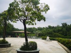 -大亚湾红树林城市湿地公园