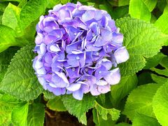 -梵几(东信·和创园店)