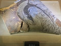 -安徽省地质博物馆