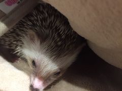 -藦茜花园宠物主题亲子互动体验馆(国顺东路店)