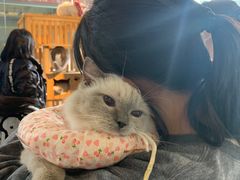 -more than meow吴止猫主题餐厅(承德 中船汇店)