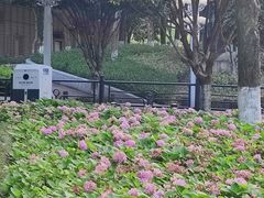 -重庆市江北嘴中央商务区中央公园