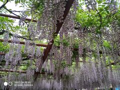 -嘉定紫藤园